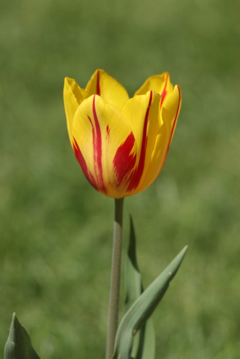 Tulipes a Morges 2006 - 086